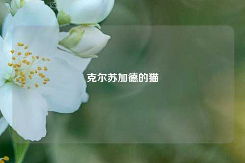 克尔苏加德的猫